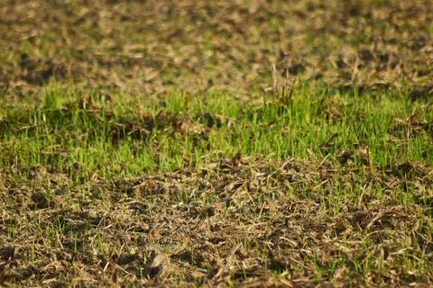 Growing grass on field Stock Photos