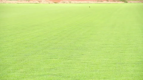 Growing Grass 库存影片 45966645