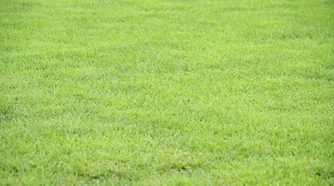 Growing Grass, gramma. Video stock 45959190