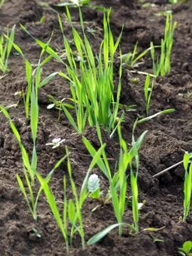 Growing grass on ground Stock Photos