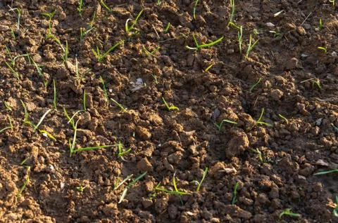 Growing grass on the ground Stock Photos
