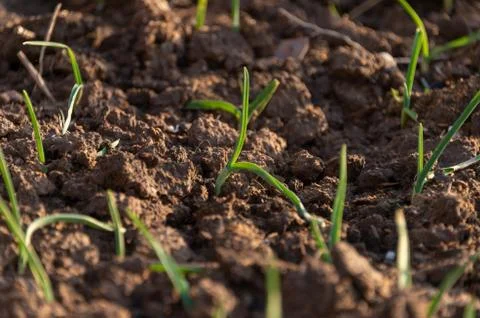 Growing grass on the ground Stock Photos