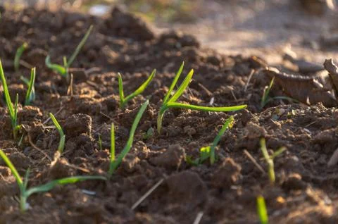 Growing grass on the ground Stock Photos