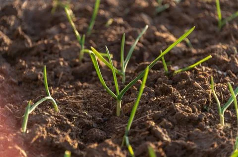 Growing grass on the ground Stock Photos