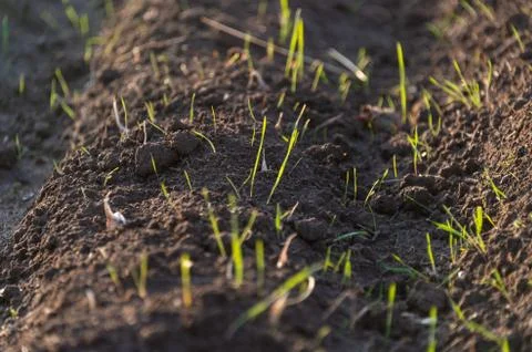Growing grass on the ground Foto stock