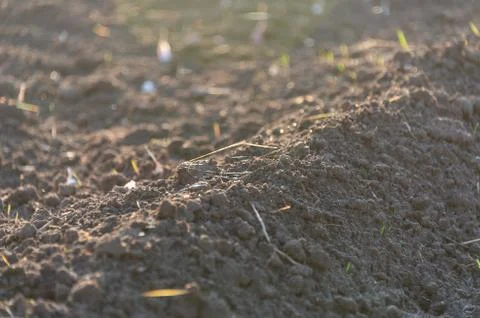 Growing grass on the ground Stock Photos