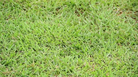 Growing Grass, lawn. 스톡 동영상 45963776