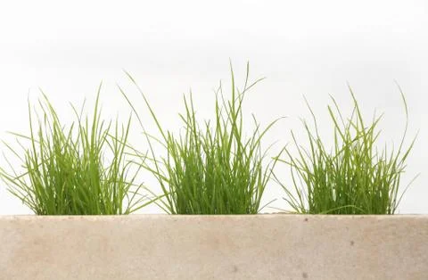 Growing grass made of bricks on a white background Stock Photos