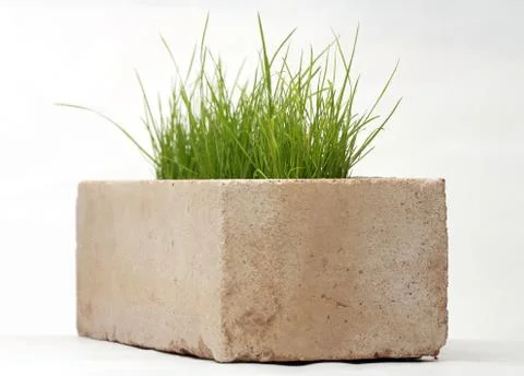 Growing grass made of bricks on a white background 库存照片