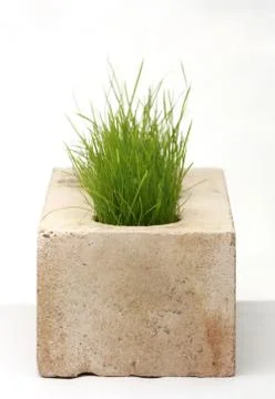 Growing grass made of bricks on a white background Stock-Fotos