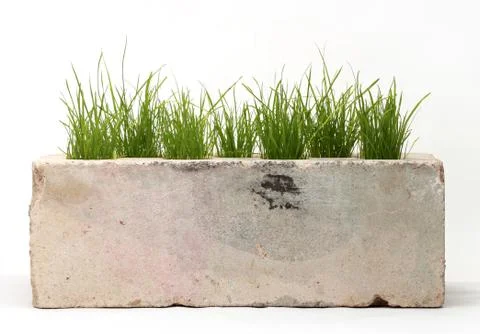 Growing grass made of bricks on a white background 库存照片