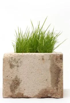 Growing grass made of bricks on a white background Stock Photos