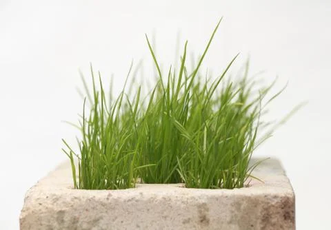 Growing grass made of bricks on a white background Stock Photos