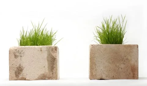 Growing grass made of bricks on a white background Stock-Fotos