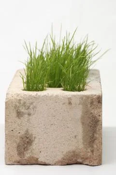 Growing grass made of bricks on a white background Stock Photos