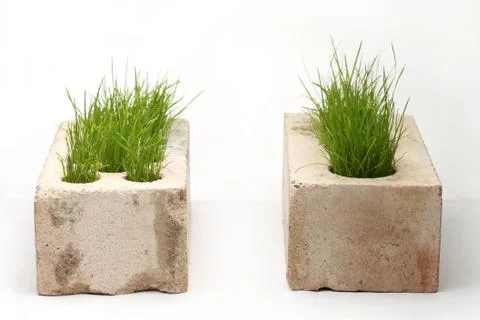 Growing grass made of bricks on a white background Stock Photos