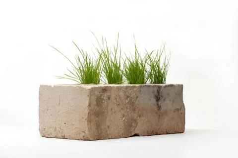 Growing grass made of bricks on a white background 库存照片