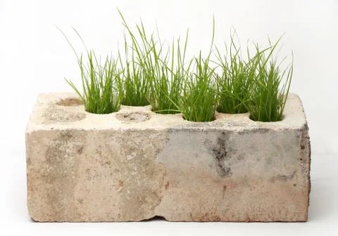 Growing grass made of bricks on a white background Stock Photos