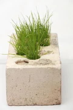 Growing grass made of bricks on a white background Stock Photos