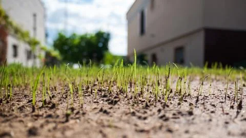 Growing up grass Stock Photos