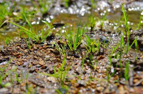 Growing grass Stock Photos