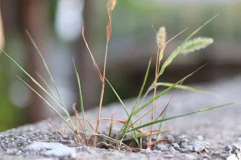 Growing grass Stock Photos