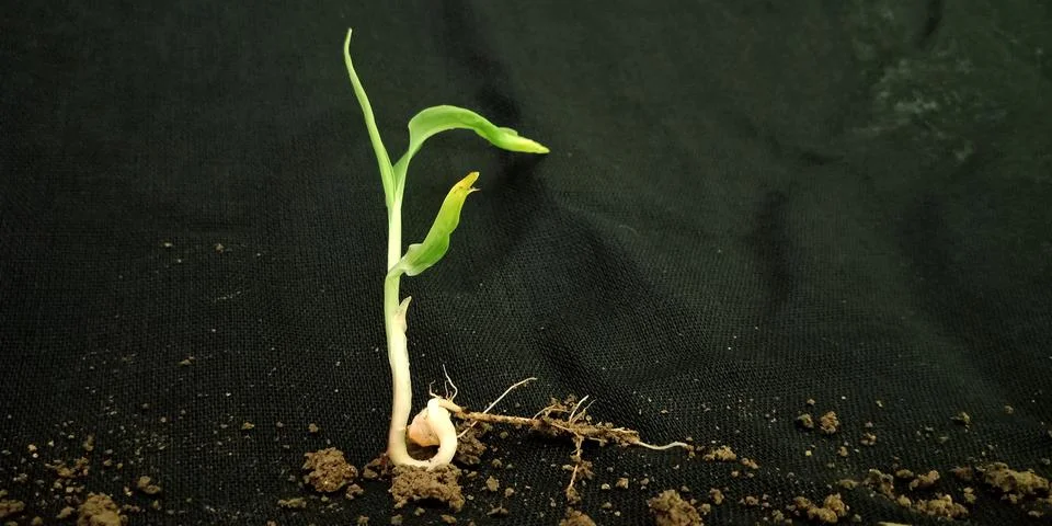 Growing grass. Fotos de archivo