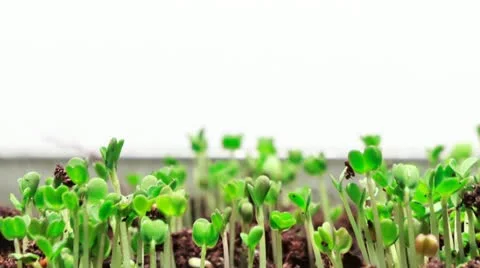 Growing Grass, Timelapse Stock Footage 11122642