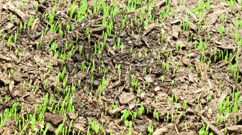 Growing Grass Timelapse Stock-Footage 52606961