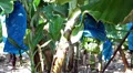 Growing green bananas on plantation next to Pafos (Paphos), Cyprus HD Footage