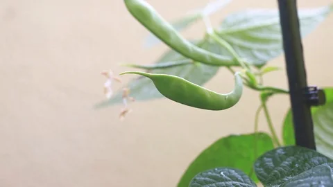 Growing green beans Video stock 91724424