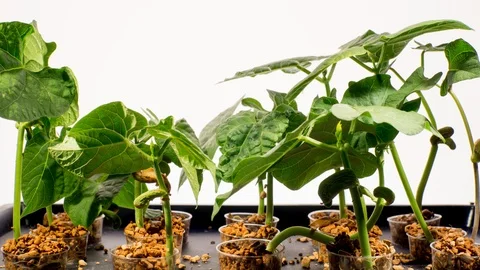 Growing green beans, time lapse. fast motion  green plant growth on white bac Stock Footage 99822235
