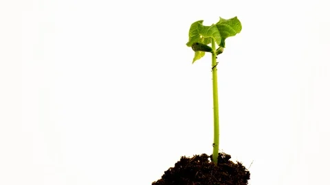 Growing green beans, time lapse. fast motion  green plant growth on white bac Stock Footage 100684466