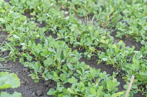 Growing green beds with peanuts. rows of peanuts grow on the farm. Stock Photos