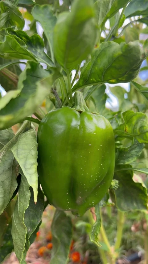 Growing a green bell pepper Stock Footage 337198939