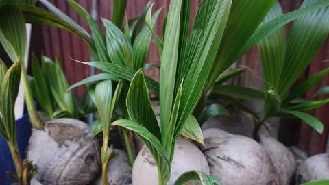 Growing Green Coconut Tree Sprouts Stock Photos