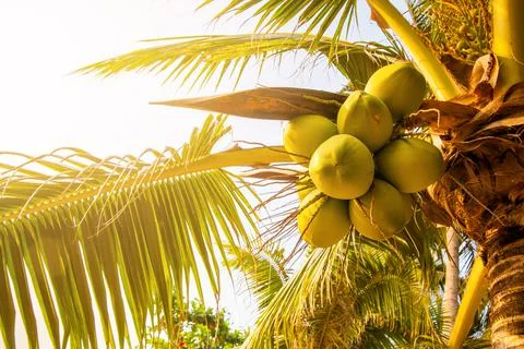 Growing green coconuts Stock Photos