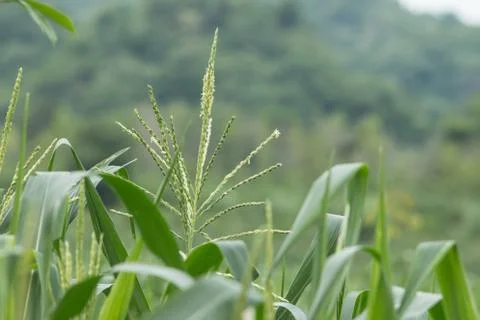Growing up of green corn field Stock Photos