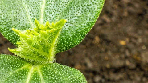 Growing green cucumber plant time lapse. Timelapse seed growing, Closeup nature Stock Footage