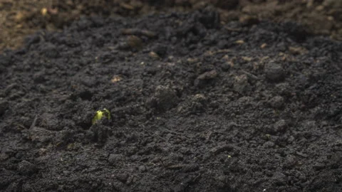 Seed Growing Time Lapse Stock Video Footage | Royalty Free Seed Growing ...