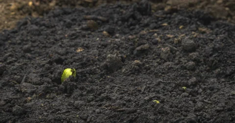 Growing green cucumber plant time lapse. Timelapse seed growing, Closeup nature Stock Footage