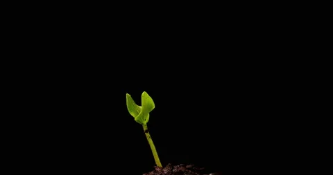 Seed Growing Time Lapse Stock Video Footage | Royalty Free Seed Growing ...