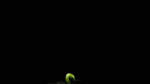 Growing green cucumber plant time lapse. Timelapse seed growing, Closeup nature Stock Footage 160250153