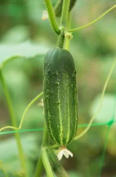Growing green cucumbers in the garden. Fresh vegetable Stock Photos