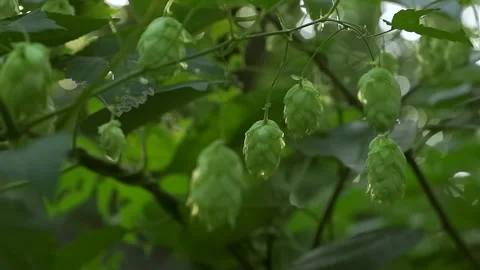 Growing green fresh hop cones for making beer and bread Stock Footage
