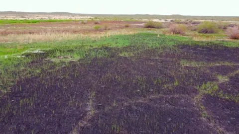 Growing green grass after a strong fire in a burnt area Stock Footage 229130380