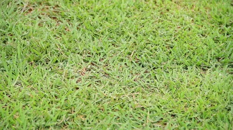 Growing green grass Video stock 45964250