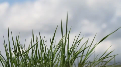 Growing of green grass. Stock-Footage 49690124