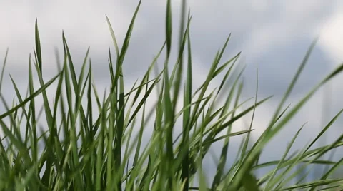 Growing of green grass. Stock Footage 49690128