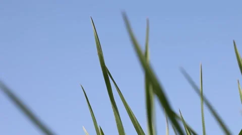 Growing of green grass. Stock Footage 49690134